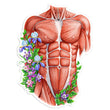 Laden Sie das Bild in den Galerie-Viewer, Male torso muscles anatomy
