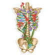 Laden Sie das Bild in den Galerie-Viewer, Rib cage sticker