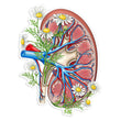 Load image into Gallery viewer, Kidney sticker