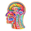 Load image into Gallery viewer, Brain anatomy sticker