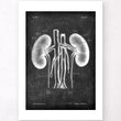 Load image into Gallery viewer, Kidneys anatomy art - Chalkboard