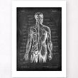Load image into Gallery viewer, Back muscles anatomy - Chalkboard