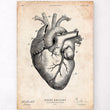 Laden Sie das Bild in den Galerie-Viewer, Herz Anatomie V