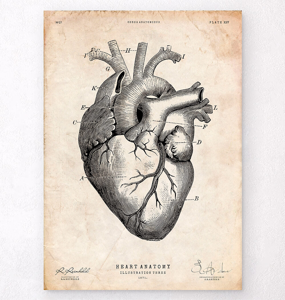 Heart Anatomy Print V Anatomy Art Codex Anatomicus 7912