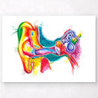 Laden Sie das Bild in den Galerie-Viewer, Ear anatomy poster
