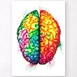 Laden Sie das Bild in den Galerie-Viewer, Brain anatomy art