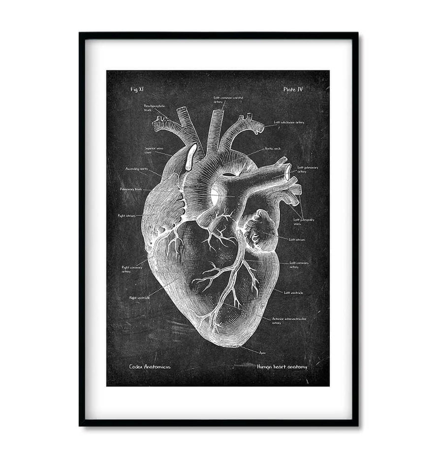 heart anatomy medical print in chalkboard style by codex anatomicus