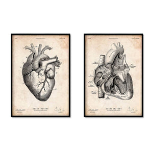 Anatomie du coeur de Stocktrek Images en poster, tableau sur toile et plus