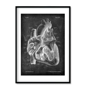 heart anatomy poster in chalkboard style by codex anatomicus