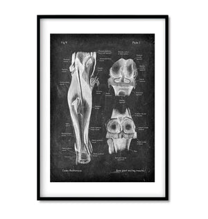 Knee anatomy art print