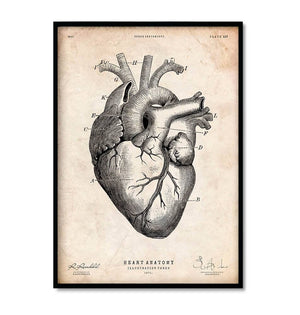 heart anatomy art print in vintage style by codex anatomicus