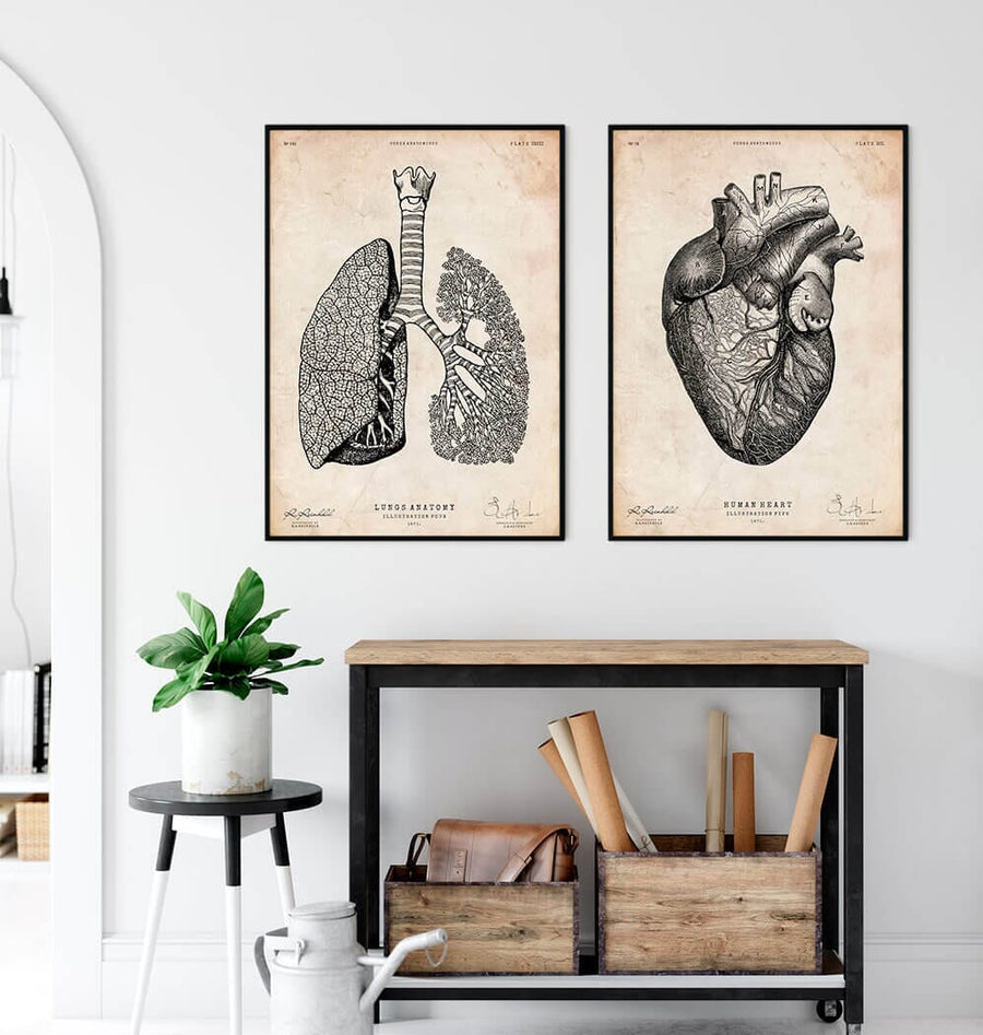 Anatomy art - heart and lungs poster