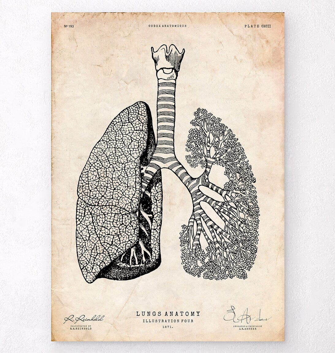 Lungs anatomy poster – Codex Anatomicus