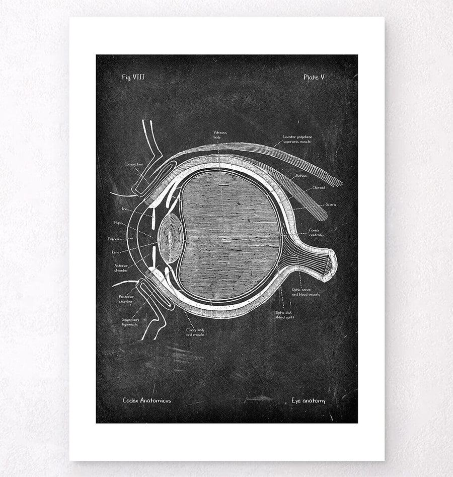 Augen Anatomie - Chalkboard