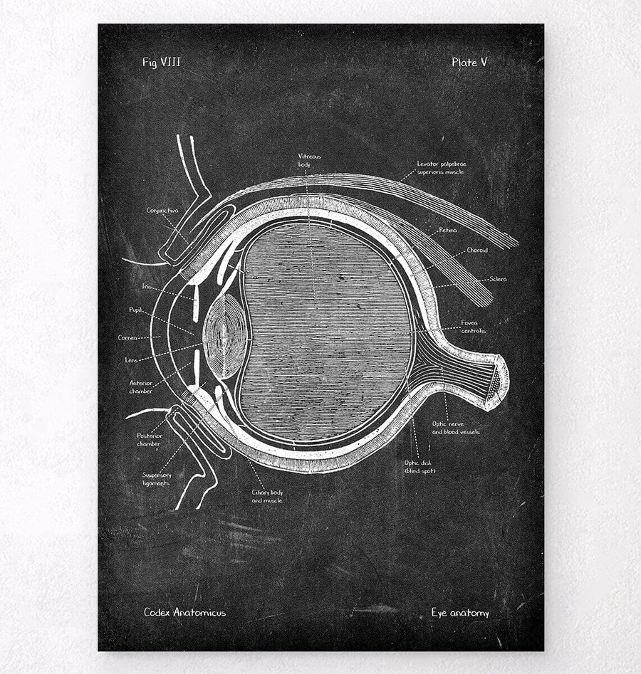 Eye anatomy poster