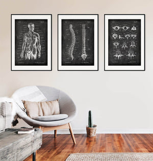 Physiotherapy clinic decor - spine, back muscles and vertebrae anatomy charts