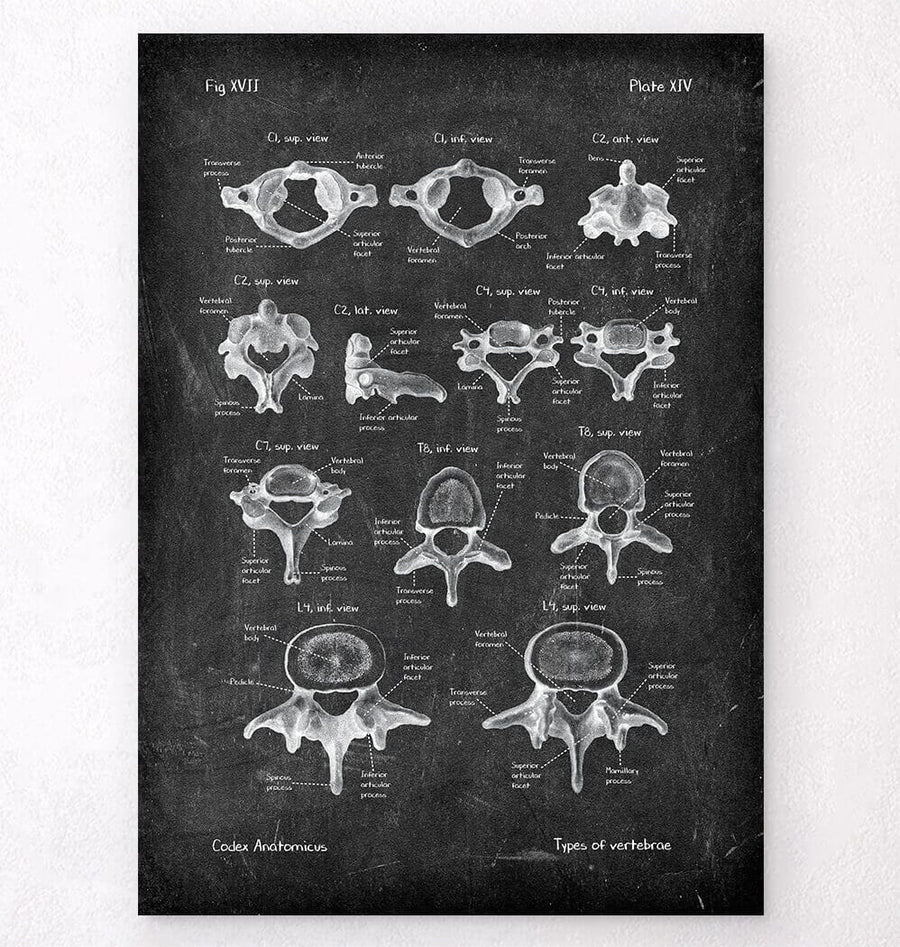 Types of vertebrae anatomy poster