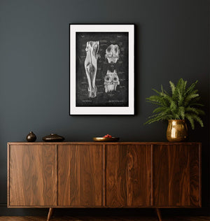 Knee anatomy poster