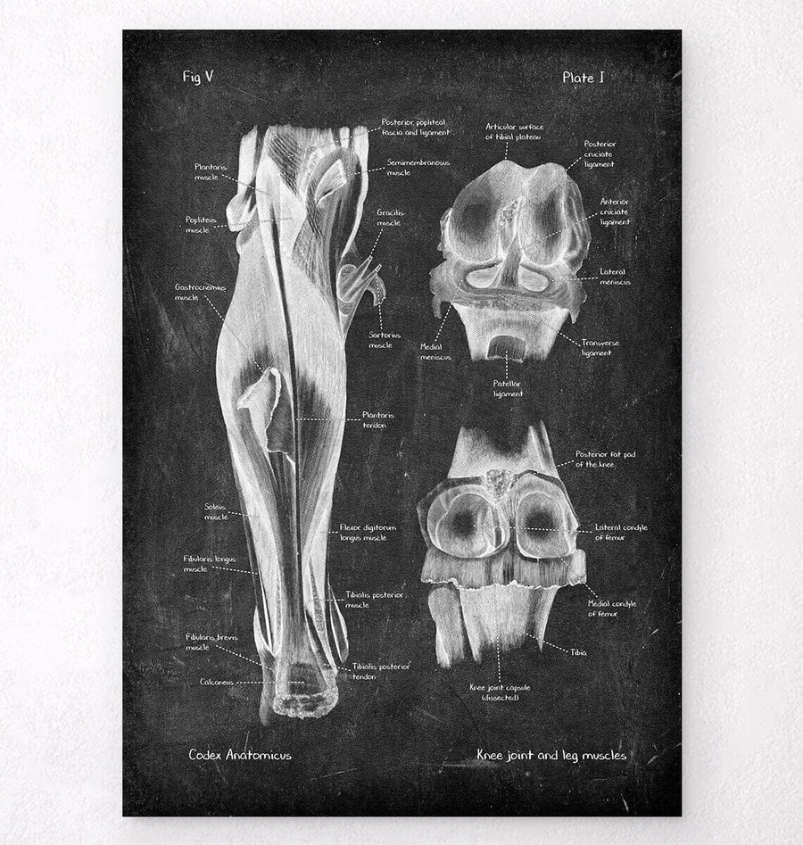Knee and leg anatomy poster