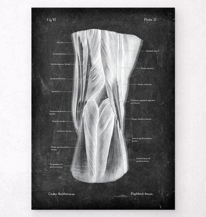 Popliteal fossa anatomy poster