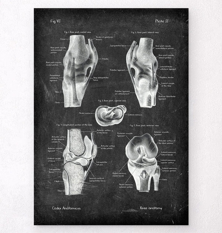 Knee anatomy chart