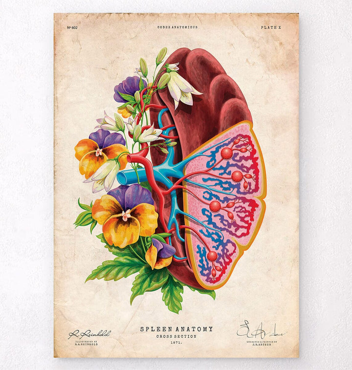 Vintage spleen anatomy poster