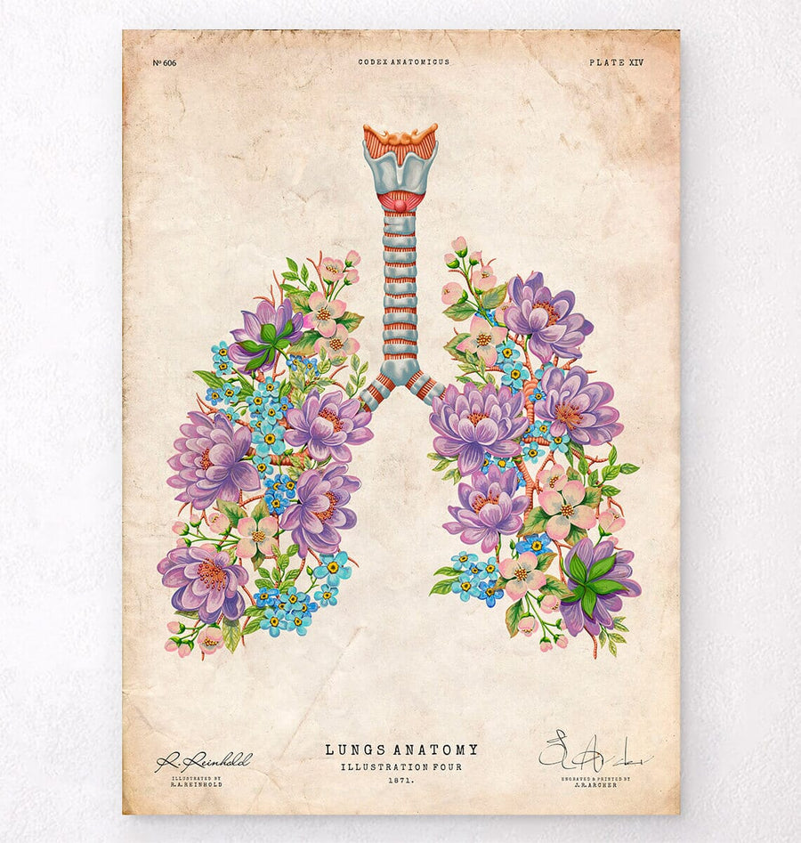 Lungs anatomy poster
