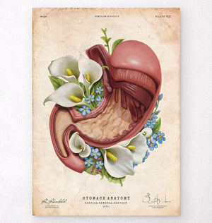 Vintage stomach anatomy poster