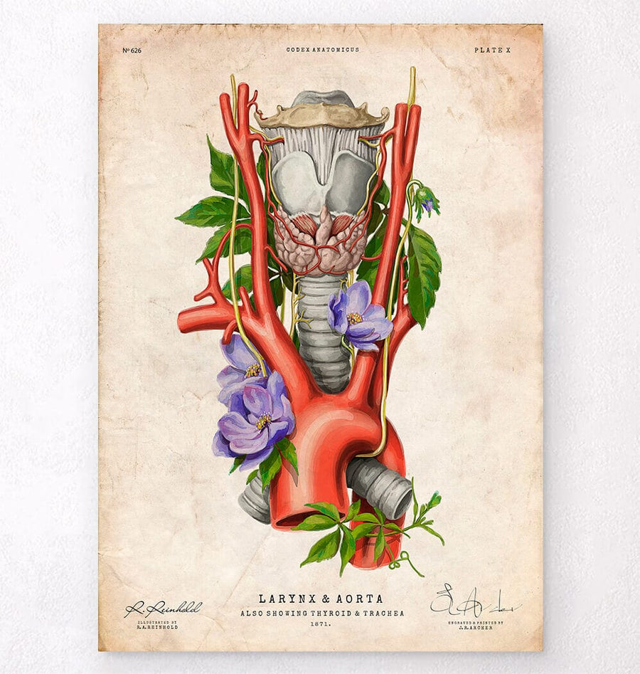 Larynx and aorta anatomy