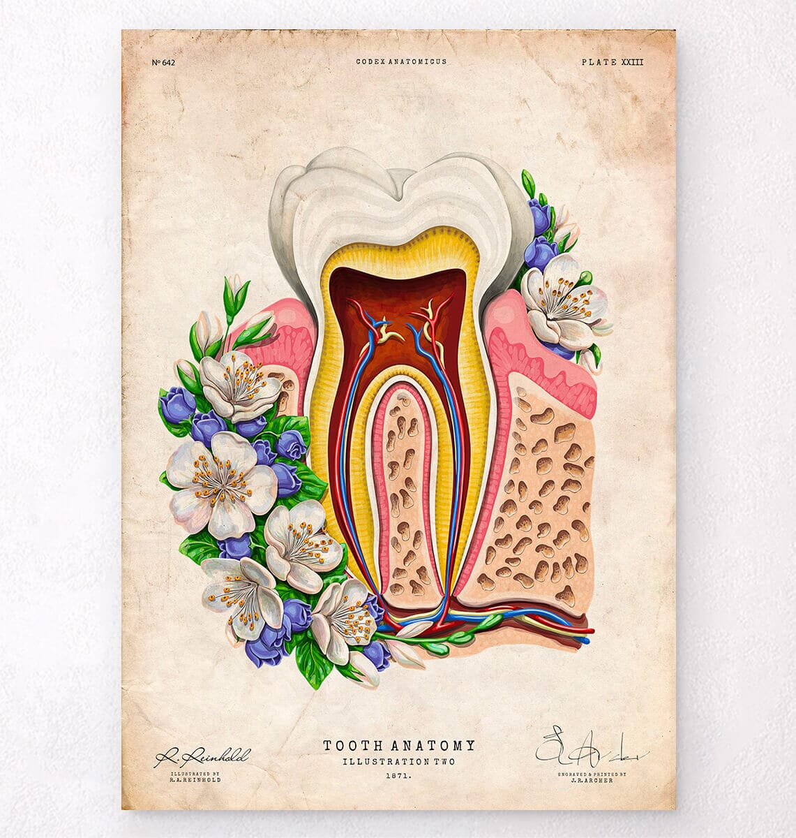 Floral dental anatomy art print - Codex Anatomicus