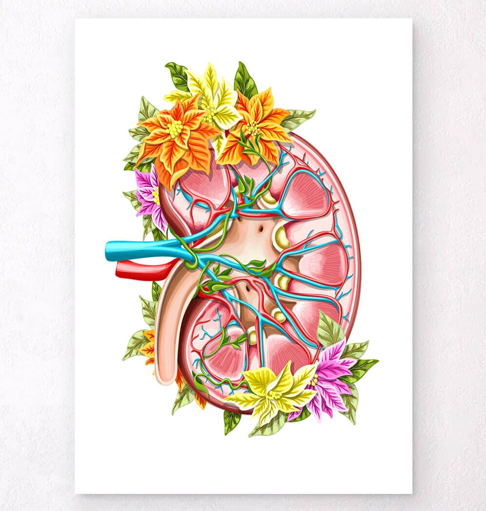 Floral watercolor kidney anatomy art print – Codex Anatomicus