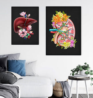 Kidney and liver anatomy posters