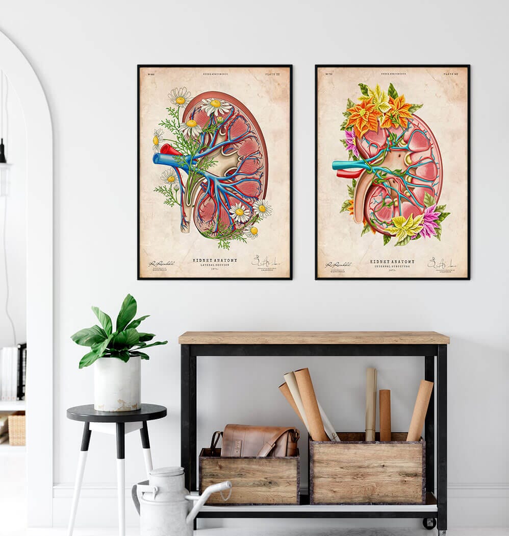 Floral kidney anatomy art print – Codex Anatomicus