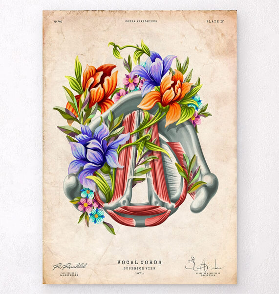 Vocal cords anatomy - Codex Anatomicus
