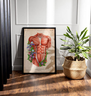 Torso anatomy muscles
