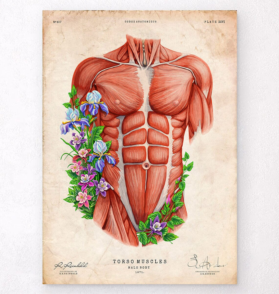 Male anatomy muscles