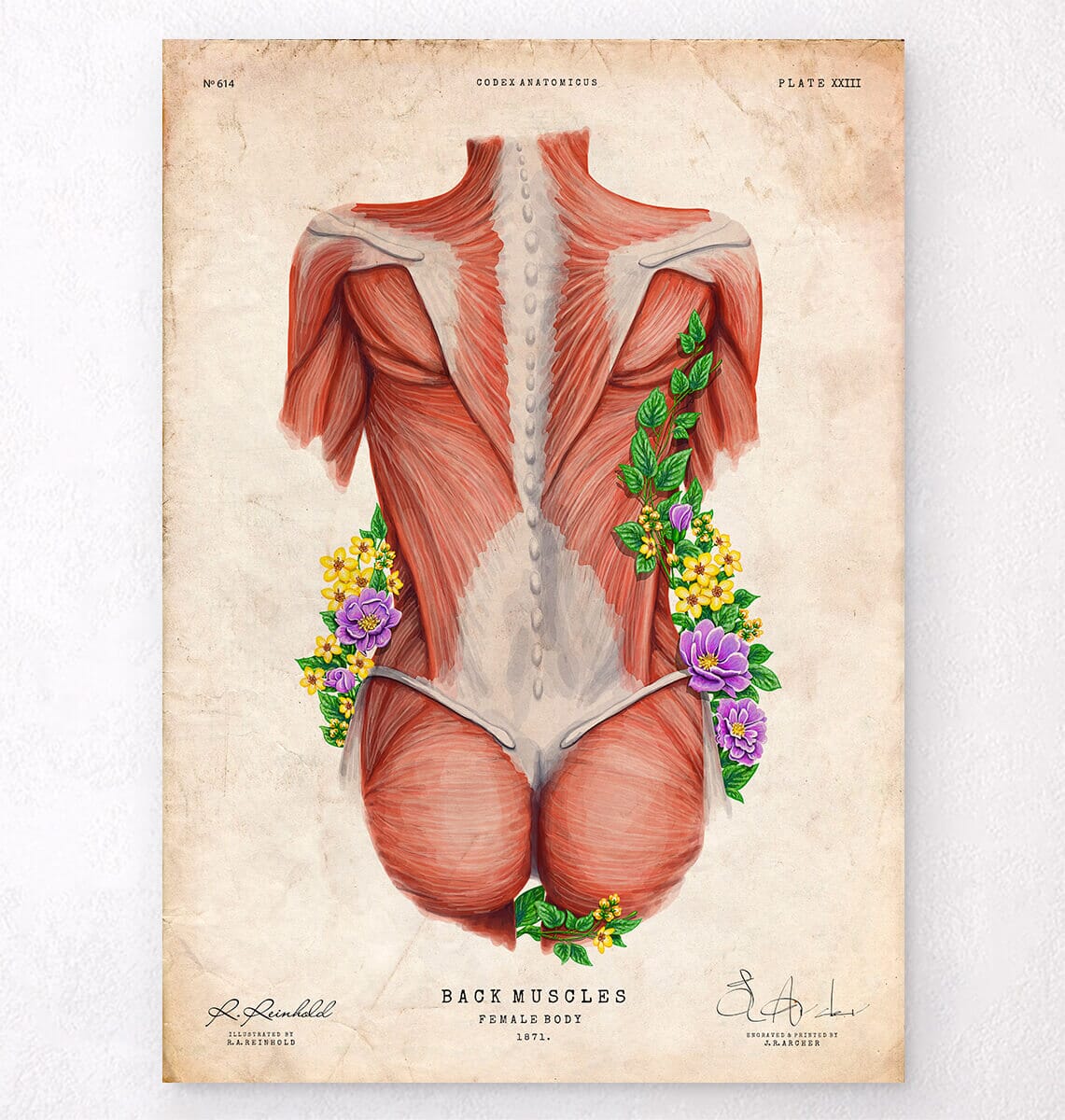 Female back muscles - Floral - Vintage