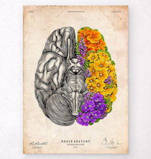 Anatomical brain art