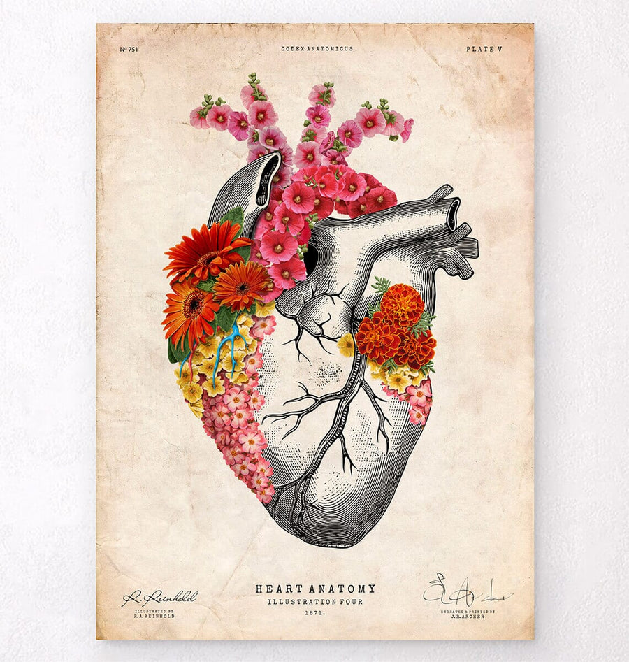 Anatomical heart art print