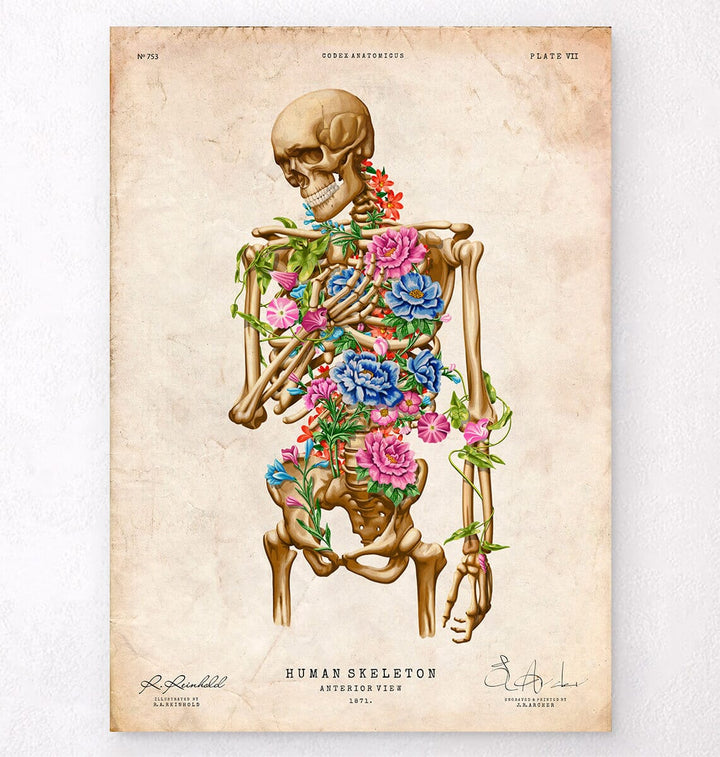 Vintage skeleton anatomy poster