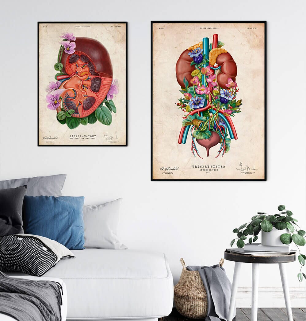 Floral urinary system anatomy art print – Codex Anatomicus