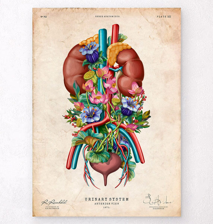 Vintage urinary system anatomy poster