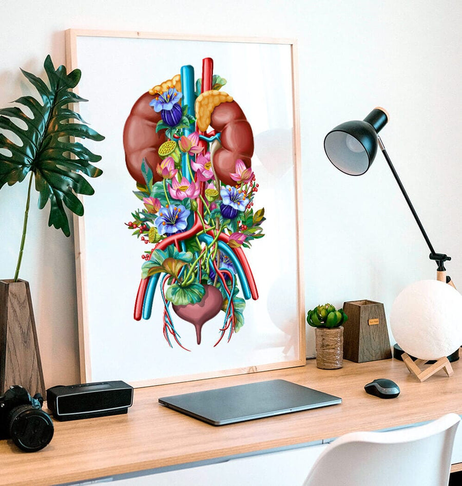 Urology anatomy art