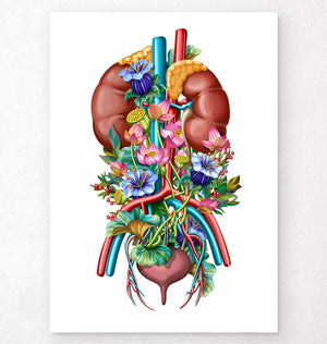 Urinary system anatomy poster