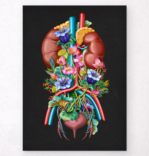 Floral anatomy art - Urinary system