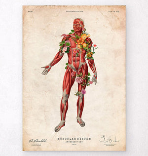Vintage anatomy poster - Muscles