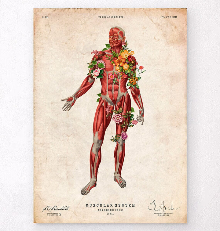 Vintage anatomy poster - Muscles