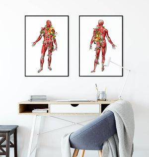 Muscles anatomy poster