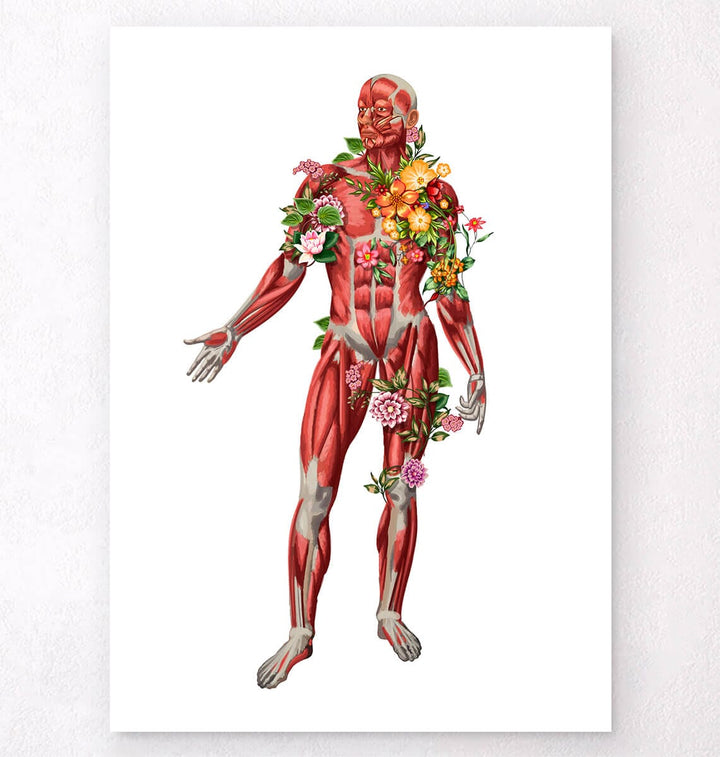 Muscles anatomy art
