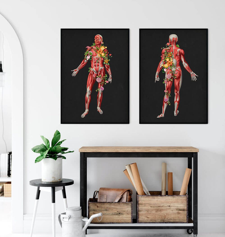 Muscular system anatomy poster